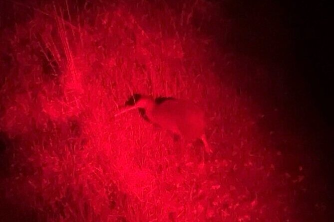 Nocturnal Wonders Tawharanui Kiwi Spotting and Stargazing Tour - Small-group attention: why 10 people feels like the sweet spot