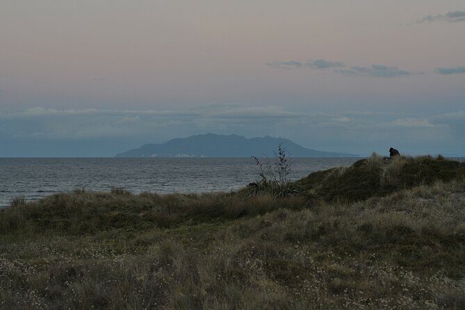 Nocturnal Wonders Tawharanui Kiwi Spotting and Stargazing Tour - Practical tips so your night goes smoothly