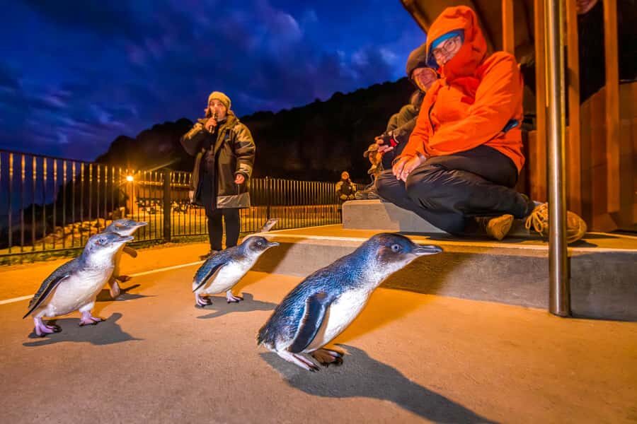 Oamaru: Penguins Evening Viewing Ticket - Timing the evening: when you’ll likely see penguins arrive home