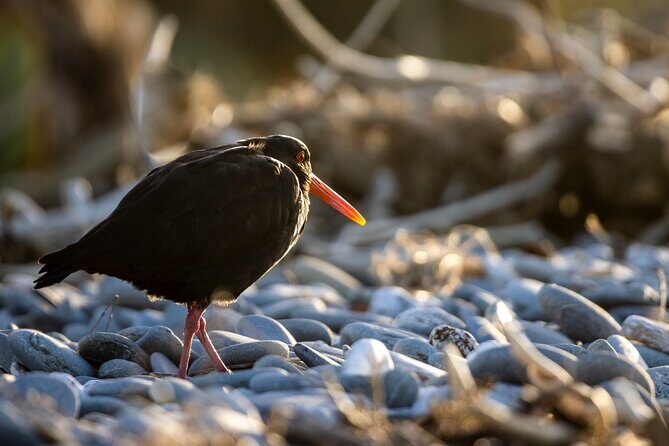 Okarito Nature Tour - Museum stop and the “why” behind Okarito’s wildlife