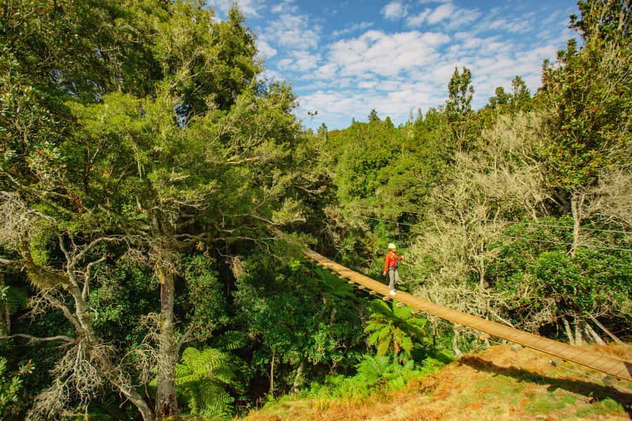 Okere Falls: Zipline over Waterfalls Experience - Price and value: is $80 worth it?