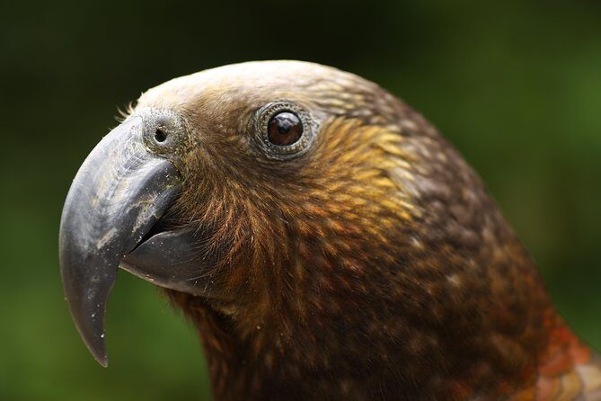 One Day Birding Adventure - Why Whirinaki Forest Changes a Rotorua Birding Day