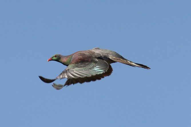 One Day Birding Adventure - Small-Group Comfort With Foris Eco Tours (and Why It Matters)