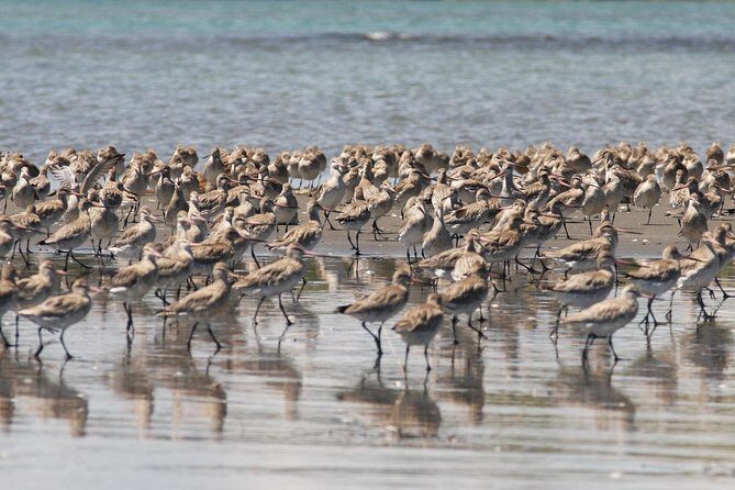 One Day Birding Adventure - Lunch Included: Staying Sharp for a Full 7 Hours