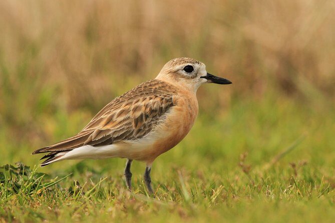 One Day Birding Adventure - What You Get for $309.67: Value in Expert Time and Park Fees
