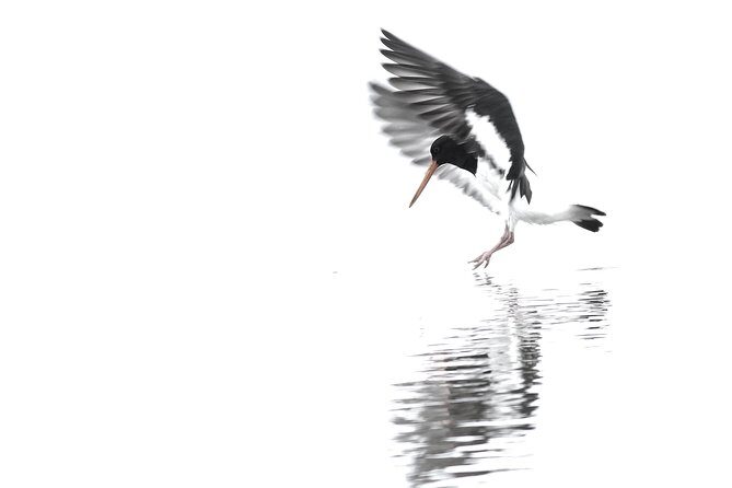 One Day Birding Adventure - The Guide Factor: Why Tom’s Birding Style Feels Different