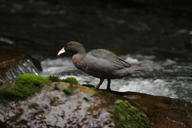 One Day Birding Adventure - Who This Birding Day Trip Is For (and Who Might Want Something Else)