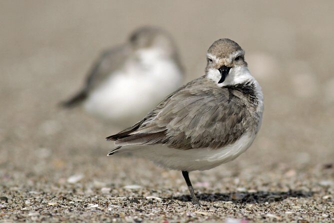 One Day Birding Adventure - Booking Timing, Confirmation, and Tour Setup (What to Know Up Front)