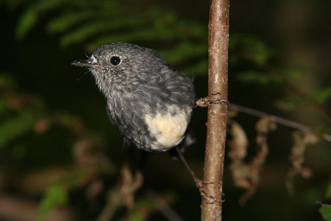 One Day Birding Adventure - From Forest to Wetlands and Shore Sites Around the Bay of Plenty