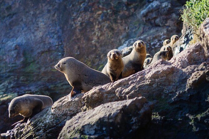 Otago Harbour Wildlife Cruise (Dunedin Shore Excursion) - What You Actually Get for the Price: $86.88 With Real Comfort Built In