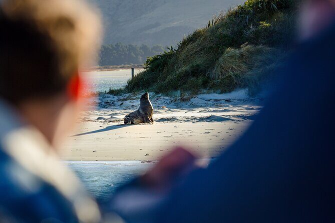 Otago Harbour Wildlife Cruise (Dunedin Shore Excursion) - Wildlife Expectations: Great Sightings, Variable Photo Distance
