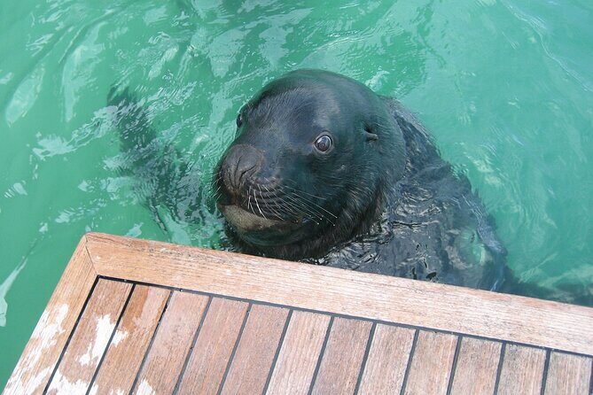 Otago Harbour Wildlife Cruise (Dunedin Shore Excursion) - Small-Group Cruising: Why Up to 16 People Changes Everything