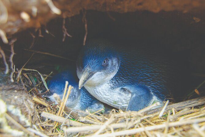 Otago Peninsula In-Depth Tour & Blue Penguins Pukekura Experience - Taiaroa Head cliff viewpoints: Māori significance and real-world wildlife focus