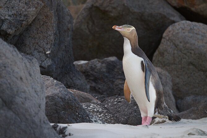 Otago Peninsula In-Depth Tour & Blue Penguins Pukekura Experience - The Blue Penguins Pukekura Experience: close-up penguin viewing rules