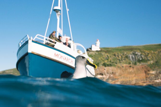 Otago Peninsula In-Depth Tour & Blue Penguins Pukekura Experience - Wildlife odds on the Otago Peninsula: seals, albatross, and why timing matters