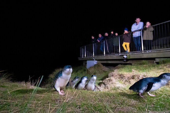 Otago Peninsula In-Depth Tour & Blue Penguins Pukekura Experience - Price and value: how the $102-ish ticket really works