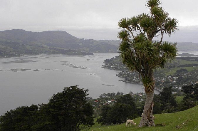 Otago Peninsula Tour and Larnach Castle City Sights (min 4 ) - A 6-hour Dunedin sampler: Otago Peninsula and Larnach Castle in one run