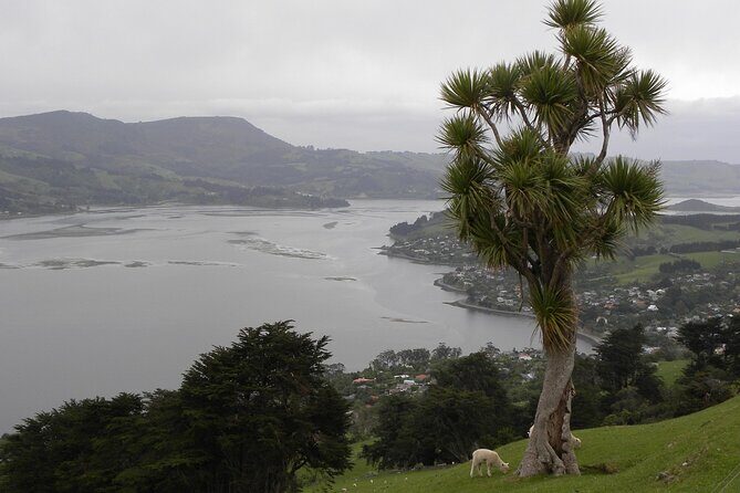 Otago Peninsula Tour and Larnach Castle City Sights (min 4 ) - Baldwin Street antics: making the steepest street work in 15 minutes