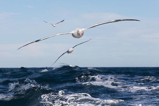 Otago Peninsula Wildlife Cruise with Monarch - Timing and What You Really Get for 1 Hour