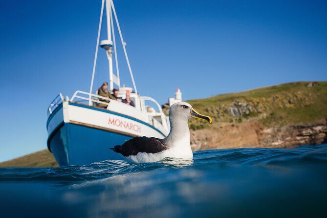 Otago Peninsula Wildlife Cruise with Monarch - Onboard Comfort: Jackets, Binoculars, Wi‑Fi, and the Real Deal Feel