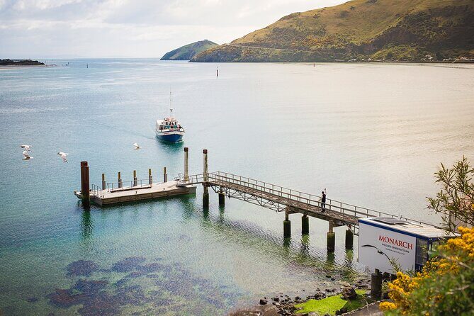 Otago Peninsula Wildlife Tour & Cruise - Monarch Wildlife Cruise from Wellers Rock Wharf: your one-hour offshore search