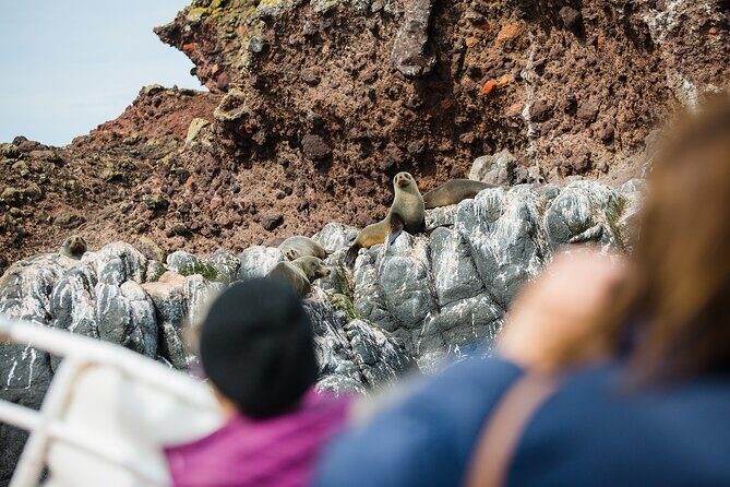 Otago Peninsula Wildlife Tour & Cruise - What to bring and how to plan your timing