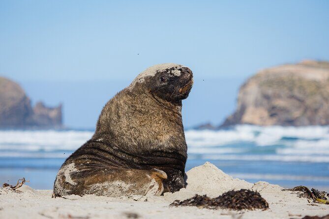 Otago Peninsula Wildlife Tour & Cruise - Stop 1: Otago Peninsula drive for big views and bird-friendly perspective
