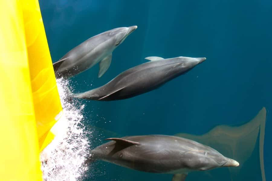 Paihia: Bay of Islands Dolphin Eco Cruise & Island Stopover - Setting out from Paihia: the easy plan and what’s included
