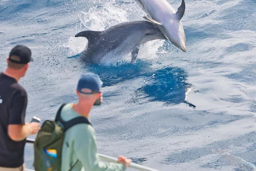 Paihia: Bay of Islands Dolphin Eco Cruise & Island Stopover - Boom netting and marine mammal viewing: how to set expectations right