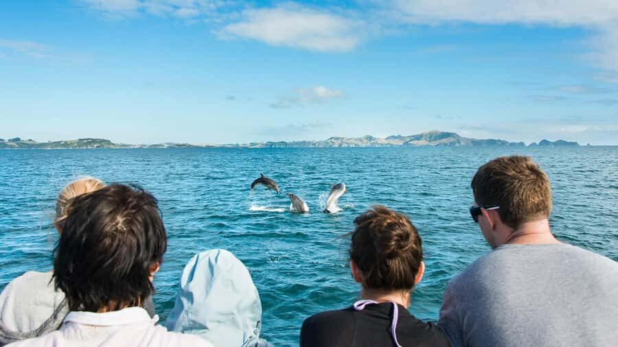 Paihia: Bay of Islands Dolphin Eco Cruise & Island Stopover - The 4-hour Bay of Islands cruise: decks, A/C, and wildlife spotting time