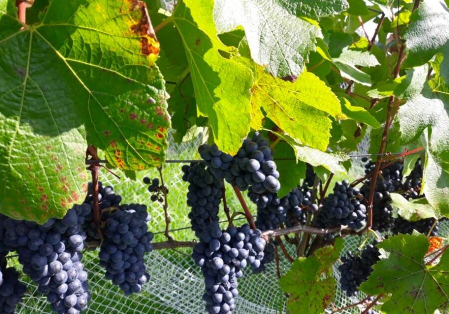 Paihia or Kerikeri: Wine, Spirit, & Craft Beer Tour - Who should book this tour, and who might skip it