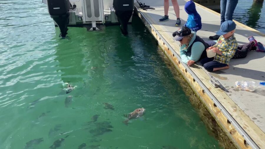 Paihia/Russell: Hole in the Rock Cruise with 2 Island Stops - Piercy Island (20 Minutes): Fast Photo Stop, Wildlife Pause