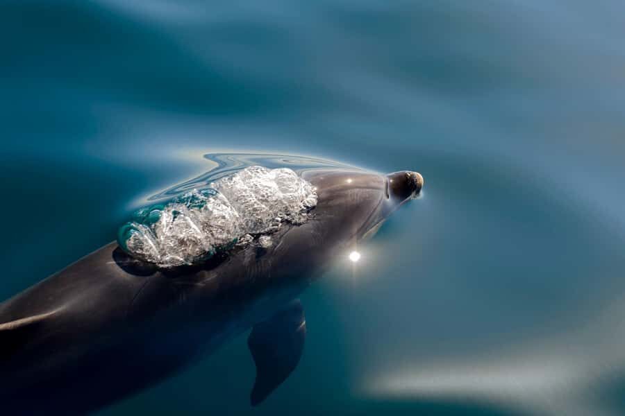 Paihia/Russell: Hole in the Rock, Dolphins & Island Cruise - Motukōkako (Hole in the Rock): the signature narrow passage