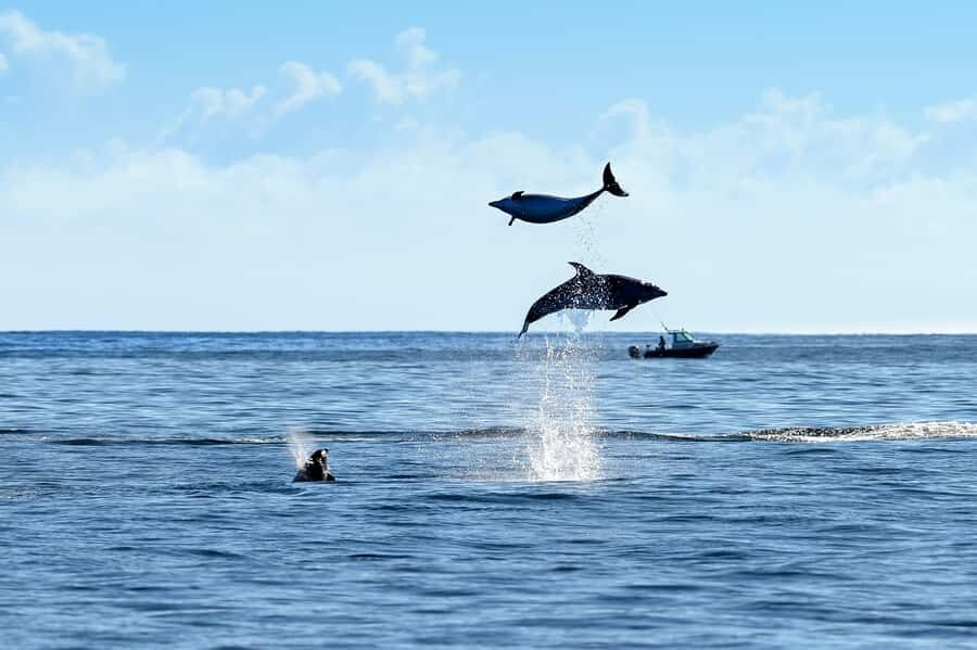 Paihia/Russell: Hole in the Rock, Dolphins & Island Cruise - Who should book this cruise from Paihia or Russell?