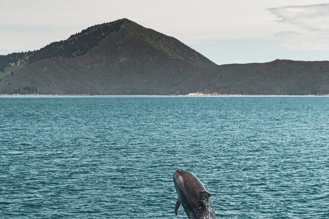 Pelorus Mail Boat Sunday Scenic Cruise – Full-Day from Havelock - On the Water: Kenepuru Sound and Marlborough Sounds Scenery