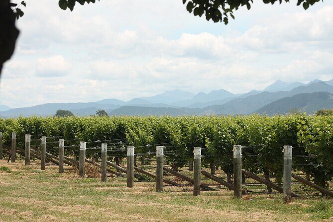 Picton & Blenheim Scenic Tour - The 9:00 am timing: how the half-day feels