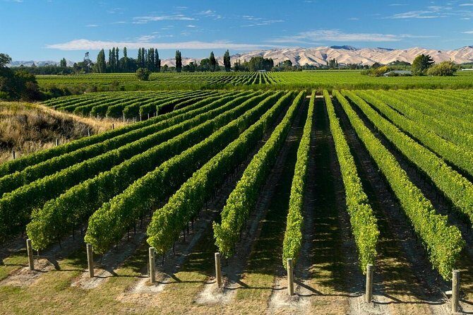 Picton Cruise Ship Shore Excursion Marlborough Wine Tour - Price and Value: Is $155.14 Worth It on a Cruise Day?