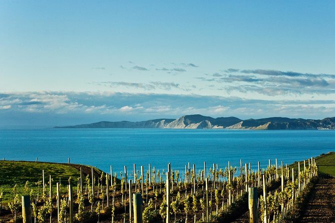 Picton Cruise Ship Shore Excursion Marlborough Wine Tour - Marlborough’s Cellar Door Circuit: Tastings Plus a Vineyard Tour