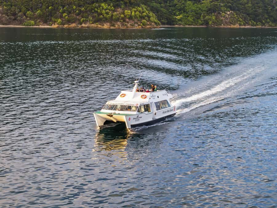 Picton Shore Excursion: Queen Charlotte Sounds Cruise - Wildlife spotting: what you can expect and what to keep realistic