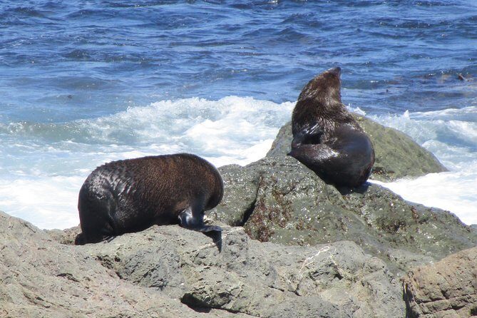 "Pinot to Palliser tour" - Guided tour to Cape Palliser vith lunch + winetasting - Ngawi fishing village and the Babe bulldozer story
