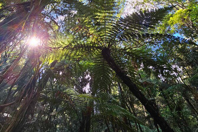 <em>Popular Tour</em> – Bay of Islands: Nature Adventure – 4hrs – Bay of Islands in Four Hours: what this day is really like’ /><br />
This is the kind of Bay of Islands day that feels “just enough” rather than rushed. You’re not spending half your time driving in circles or doing long hikes between far-flung attractions. Instead, the van acts like your jump-off point, then each stop is a focused taste of something very Kiwi: glow worms, old-growth-style trees, and waterfalls.</p>
<p><p>I also like the pacing because it matches how most people actually travel. You get walking time, sure, but nothing that sounds like you need hiking boots and a second breakfast. You’re guided through each area, so you’re not guessing what you’re looking at when the trees get old and the night bugs start glowing.</p>
</p>
<div style="margin: 20px 0; padding: 15px 0;"><p>You can also read our reviews of more tours and experiences in Paihia.</p><ul style="margin: 10px 0; padding: 0; list-style: none;"><li style="margin: 0 0 10px 0; padding: 0 0 10px 0; border-bottom: 1px solid #eee; display: flex; align-items: flex-start; gap: 12px; line-height: 1.4;"><a href="https://newzealand-travel.com/paihia-russell-hole-in-the-rock-cruise-with-2-island-stops/" aria-hidden="true" tabindex="-1"><img decoding="async" style="width: 80px; height: 60px; object-fit: cover; border-radius: 4px; flex-shrink: 0;" src="https://e.newzealand-travel.com/wp-content/uploads/paihia-russell-hole-in-the-rock-cruise-with-2-island-stops-150x150.jpg" alt="" loading="lazy"></a><div><a href="https://newzealand-travel.com/paihia-russell-hole-in-the-rock-cruise-with-2-island-stops/">Paihia/Russell: Hole in the Rock Cruise with 2 Island Stops</a><br><span style="font-size: 0.82em; color: #555; margin-top: 2px;"><span style="color: #f5a623;">★</span> 4.8 &middot; 1,002 reviews</span></div></li><li style="margin: 0 0 10px 0; padding: 0 0 10px 0; border-bottom: 1px solid #eee; display: flex; align-items: flex-start; gap: 12px; line-height: 1.4;"><a href="https://newzealand-travel.com/paihia-russell-hole-in-the-rock-dolphins-island-cruise/" aria-hidden="true" tabindex="-1"><img decoding="async" style="width: 80px; height: 60px; object-fit: cover; border-radius: 4px; flex-shrink: 0;" src="https://e.newzealand-travel.com/wp-content/uploads/paihia-russell-hole-in-the-rock-dolphins-island-cruise-150x150.jpg" alt="" loading="lazy"></a><div><a href="https://newzealand-travel.com/paihia-russell-hole-in-the-rock-dolphins-island-cruise/">Paihia/Russell: Hole in the Rock, Dolphins & Island Cruise</a><br><span style="font-size: 0.82em; color: #555; margin-top: 2px;"><span style="color: #f5a623;">★</span> 4.6 &middot; 821 reviews</span></div></li><li style="margin: 0; padding: 0; border-bottom: none; display: flex; align-items: flex-start; gap: 12px; line-height: 1.4;"><a href="https://newzealand-travel.com/hole-in-the-rock-cruise-island-tour-with-two-island-stopovers/" aria-hidden="true" tabindex="-1"><img decoding="async" style="width: 80px; height: 60px; object-fit: cover; border-radius: 4px; flex-shrink: 0;" src="https://e.newzealand-travel.com/wp-content/uploads/hole-in-the-rock-cruise-island-tour-with-two-island-stopovers-150x150.jpg" alt="" loading="lazy"></a><div><a href="https://newzealand-travel.com/hole-in-the-rock-cruise-island-tour-with-two-island-stopovers/">Hole in the Rock Cruise & Island Tour – with two island stopovers</a><br><span style="font-size: 0.82em; color: #555; margin-top: 2px;"><span style="color: #f5a623;">★</span> 5.0 &middot; 701 reviews</span></div></li></ul></div><h2 id="paihia-pickup-and-the-small-group-advantage-plus-why-it-matters">Paihia pickup and the small-group advantage (plus why it matters)</h2>
<p><img width="669" height="446" decoding="async" src=