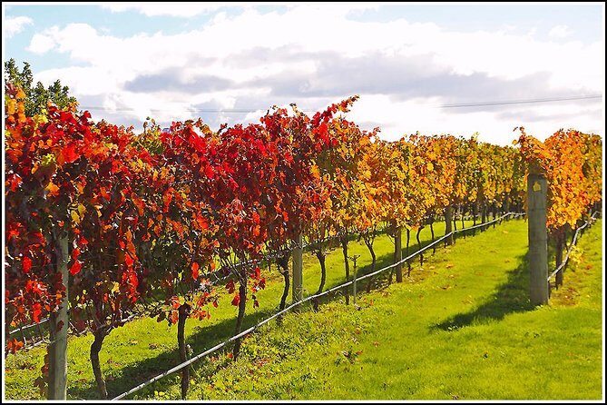 Premium 4 -Best Wineries Napier Hawke's Bay Tour, 5.5h - 6Hours - Four stops in one day: Gimblett Gravels to natural wine and historic estates