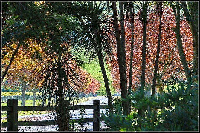 Premium 4 -Best Wineries Napier Hawke's Bay Tour, 5.5h - 6Hours - Lunch and nibbles: pizza and cheese platters with a reality check