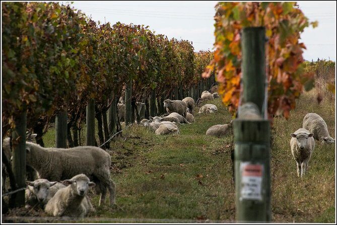 Premium 4 -Best Wineries Napier Hawke's Bay Tour, 5.5h - 6Hours - The guides: friendly hosts, strong local context, and keeping you on time