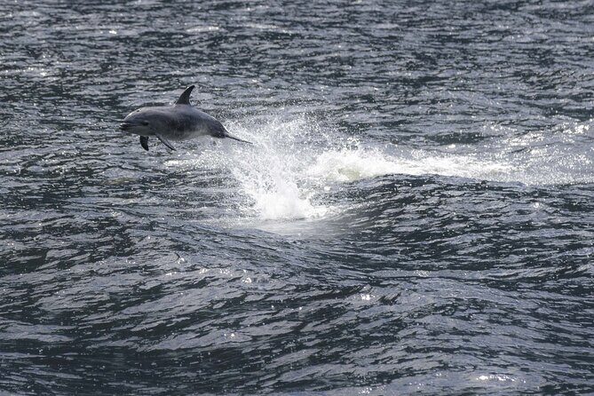 Premium Milford Sound Cruise Including Lunch - Cruising the Length of Milford Sound: The Real Value Is Flexibility