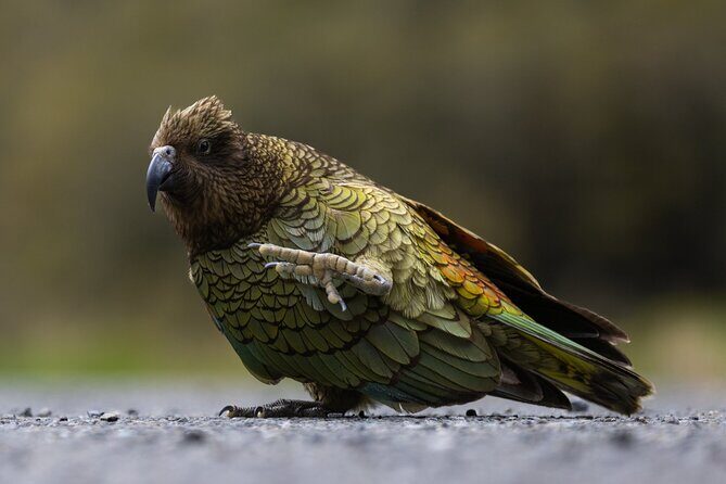 Premium Milford Sound Cruise Including Lunch - Wildlife Watching With a Nature Guide, Not a Guess