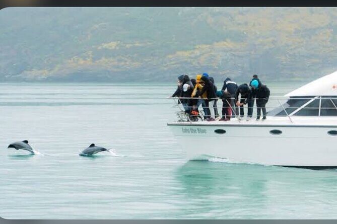 Private Akaroa Day Tour From Christchurch - Optional Harbor Cruise: Your Best Shot at Hector’s Dolphins