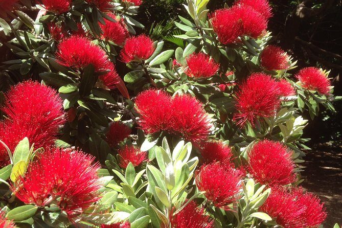 Private Auckland Wine & Dine Matakana Country & Cuisine - What makes it work: a private guide who can tailor the day