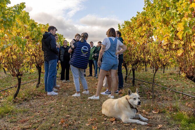 Private Biking Wine Tour (full day) in the Marlborough Region - Starting at The Vines Village: your home base in Blenheim wine country