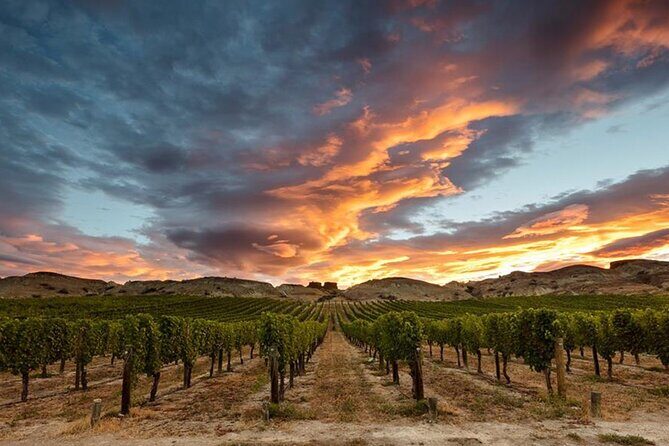 Private Central Otago Wine tasting Tour with Gourmet Lunch. - Price and value: what $462.33 buys you in real life